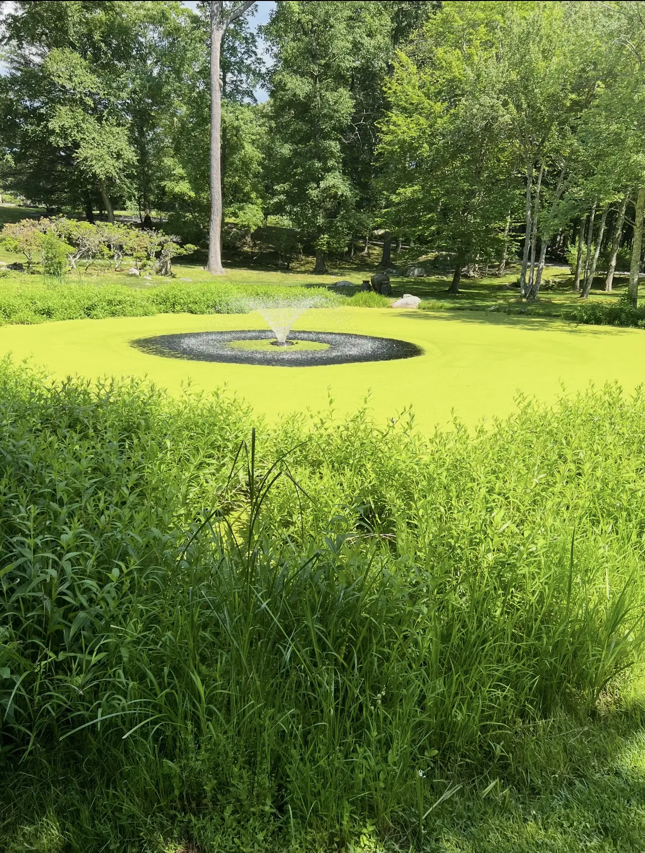 Pond covered in duckweed before a cleaning treatment