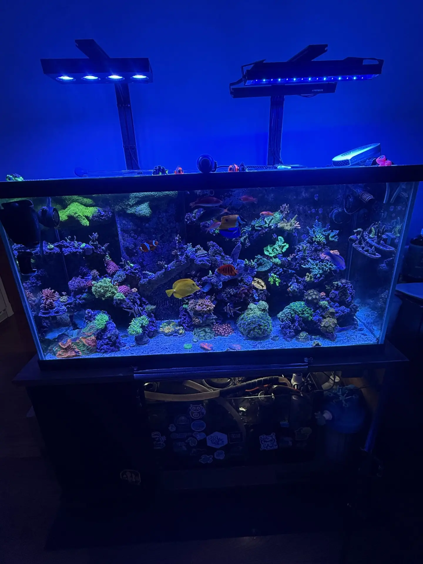Reef aquarium under LED lighting with colorful coral