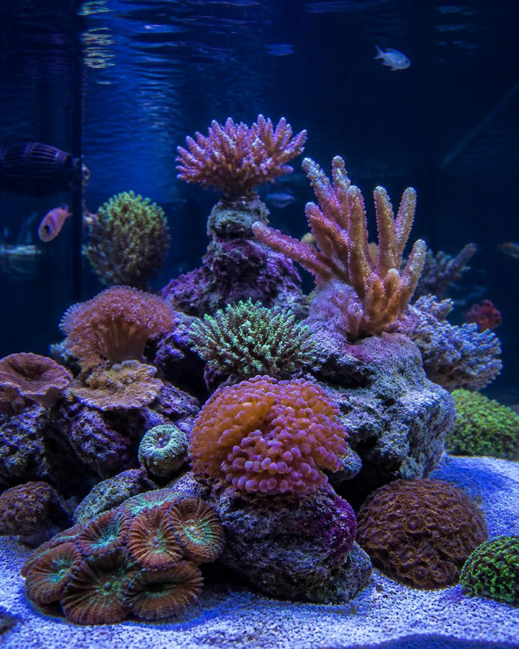 Vibrant saltwater reef aquarium with healthy coral and fish